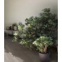 WOODEN TILE GRAY 20X120 STRUTTURATO